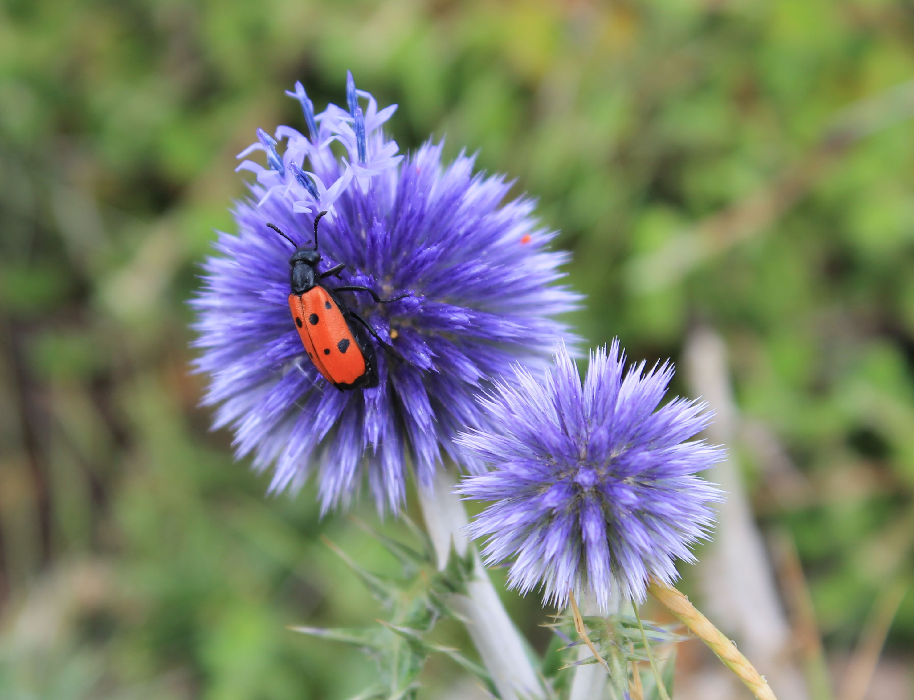 Flora de Cadaqués