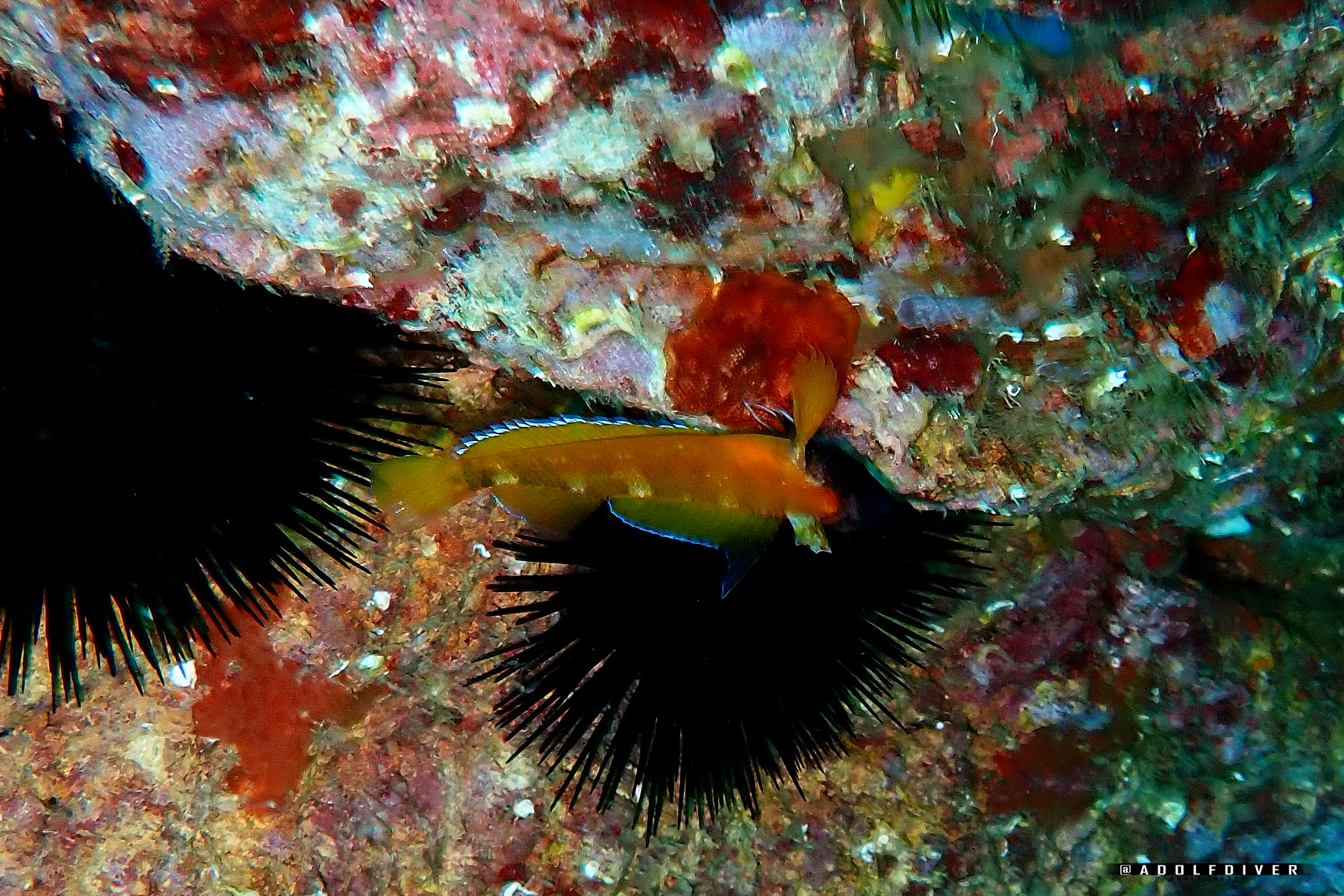 El fons marí, l’altre paisatge de Cadaqués