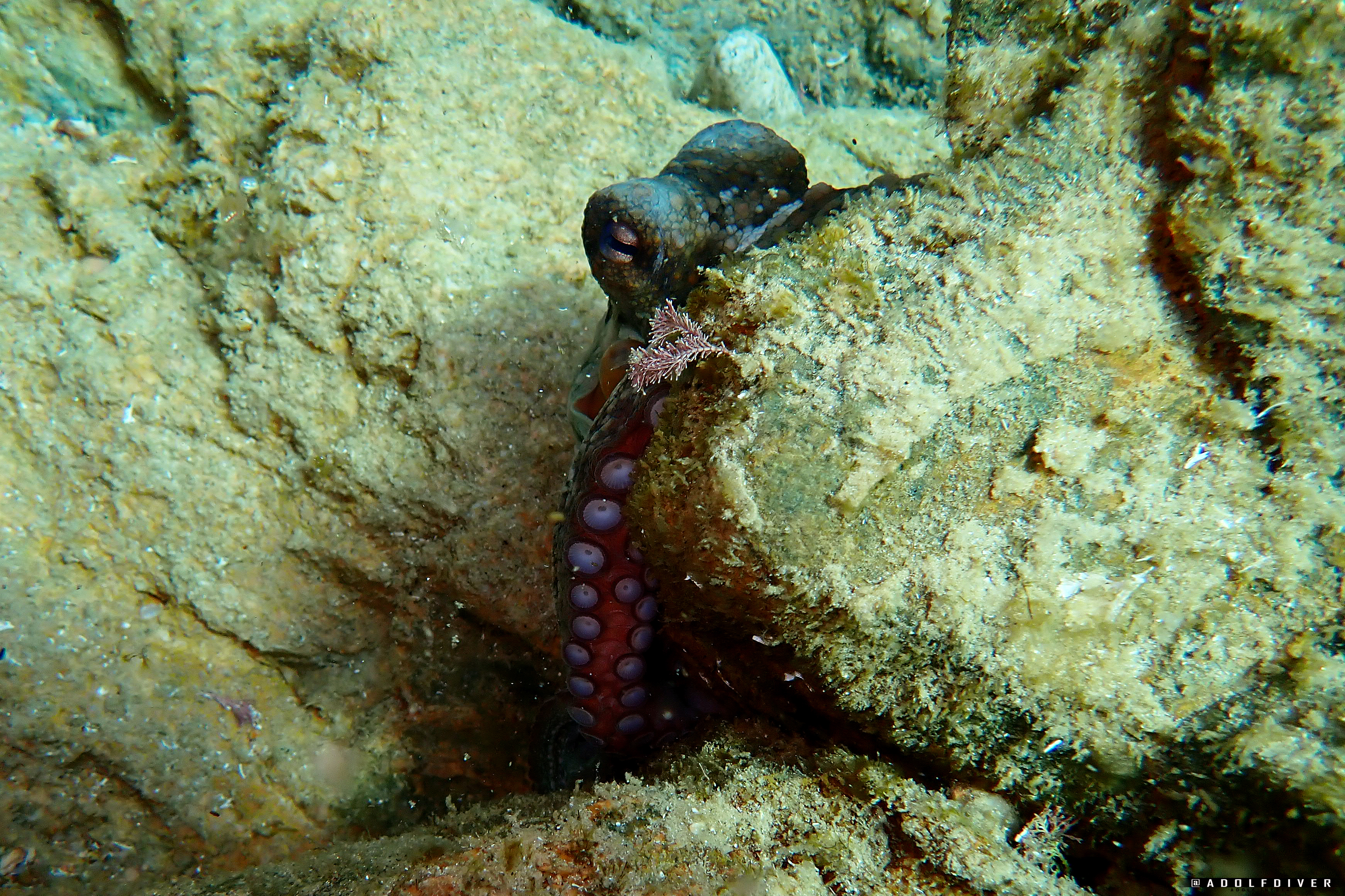 El fons marí, l’altre paisatge de Cadaqués