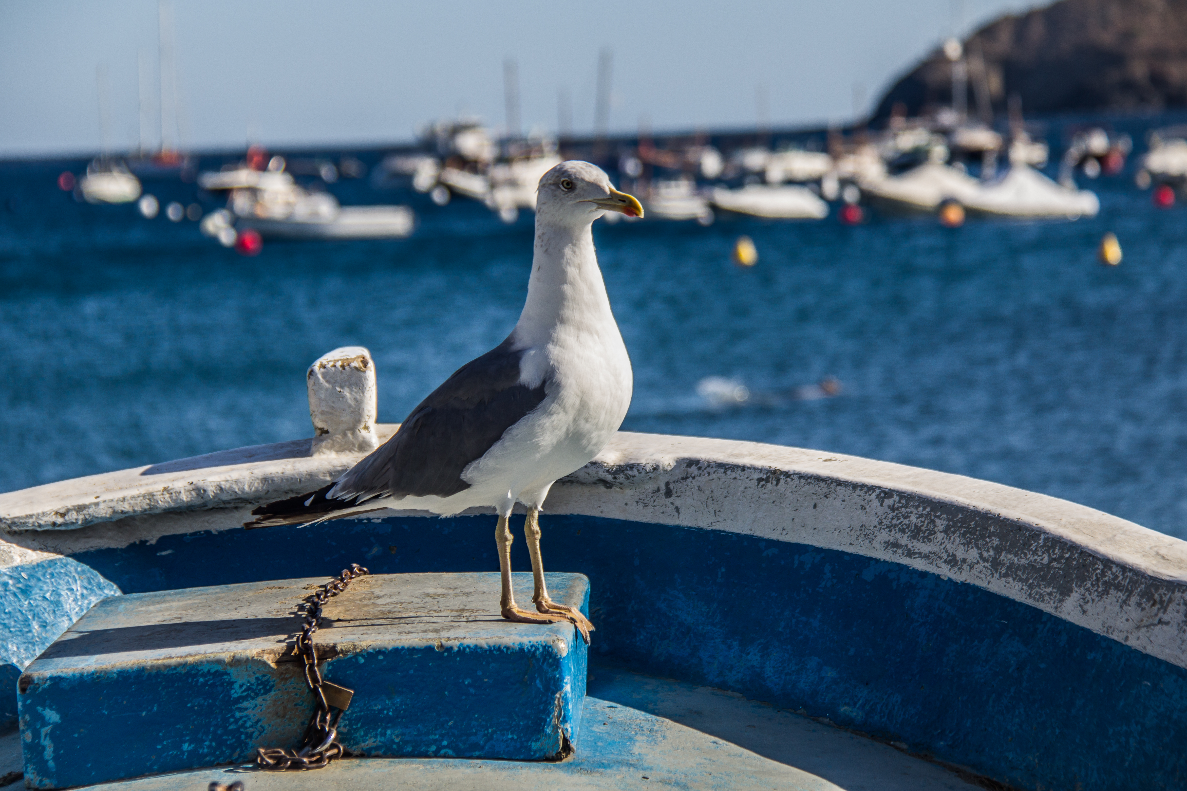 La pesca a Cadaqués. Un ofici modelat pel mar