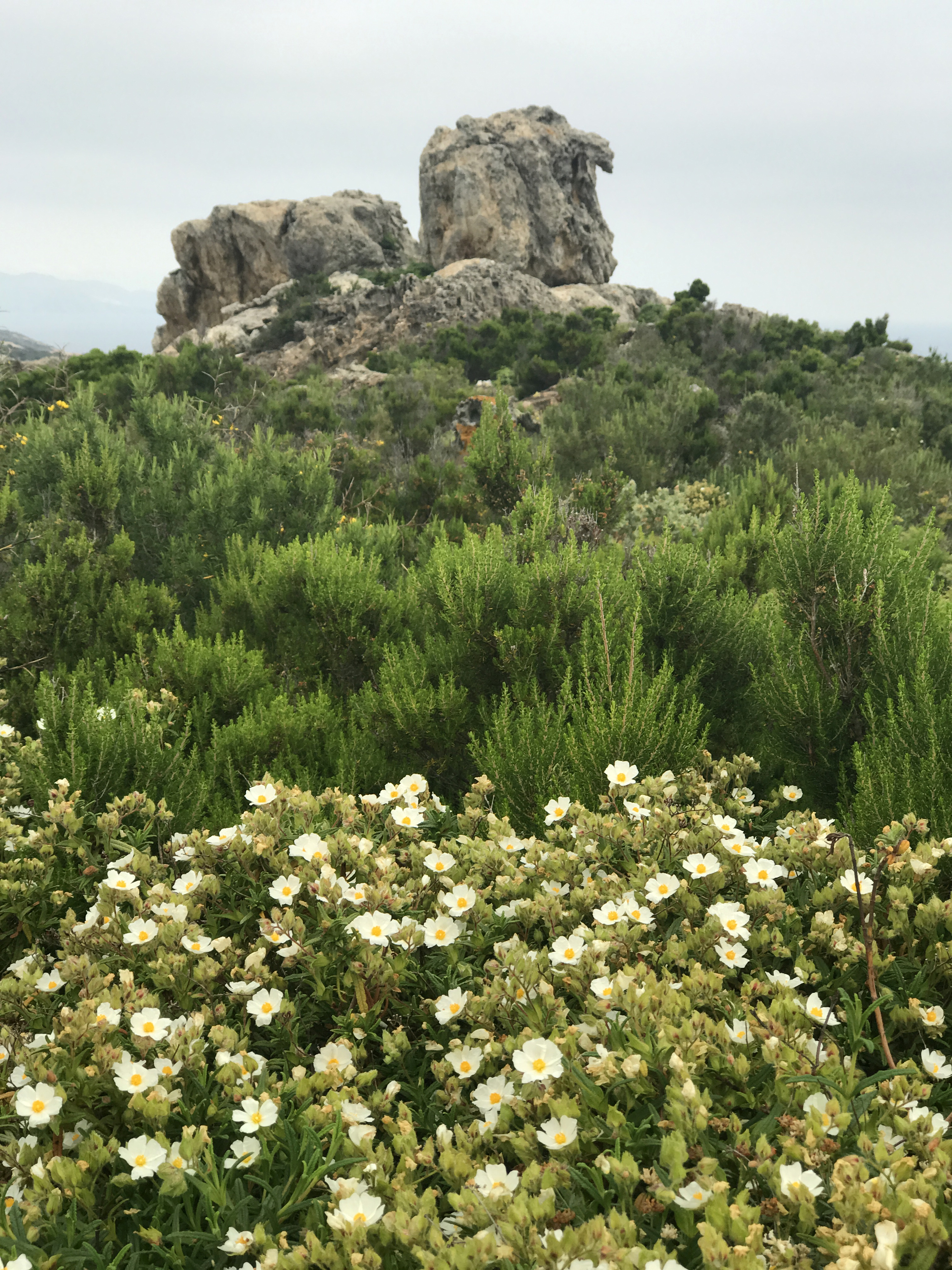 Flora de Cadaqués
