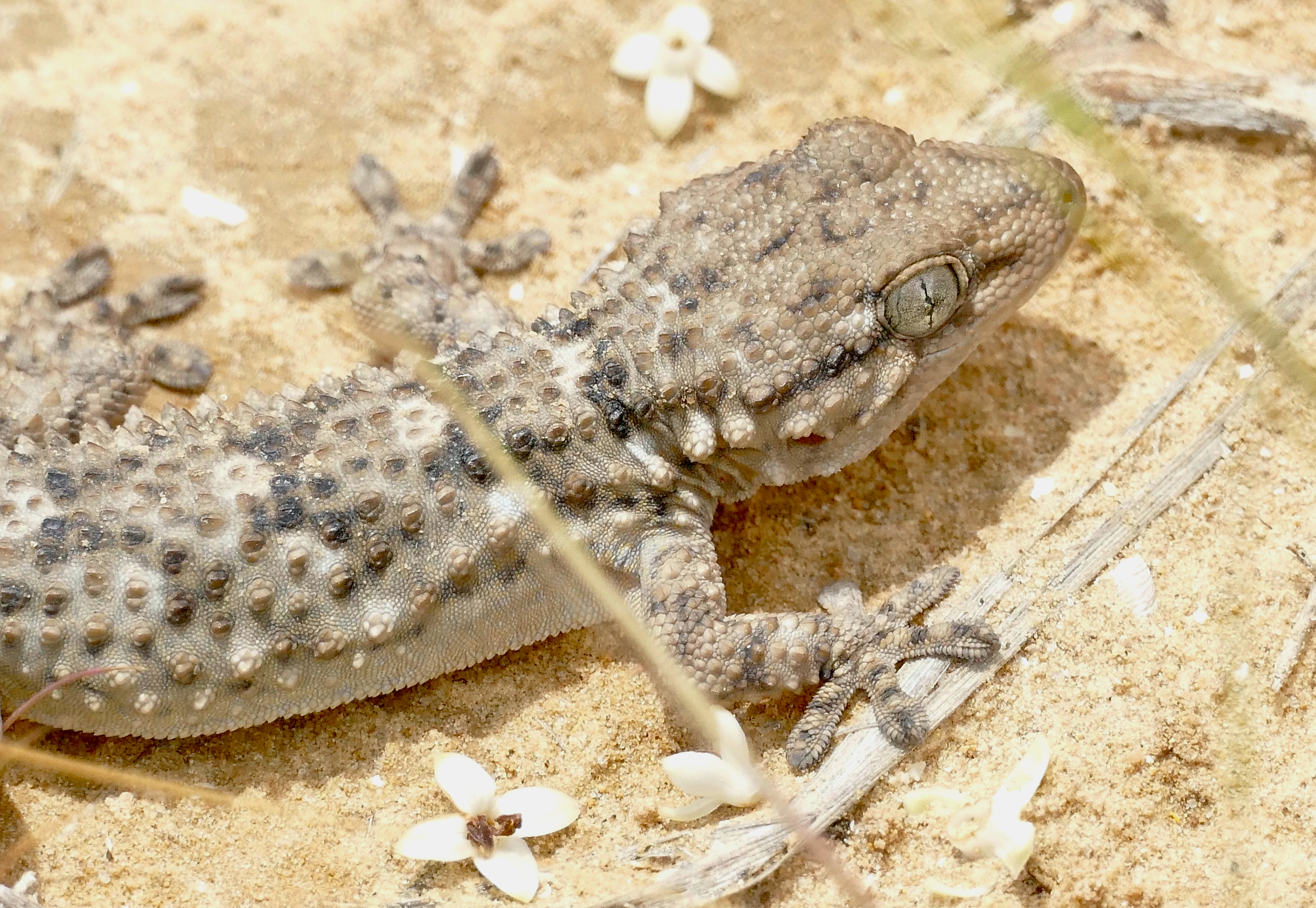Fauna de Cadaqués