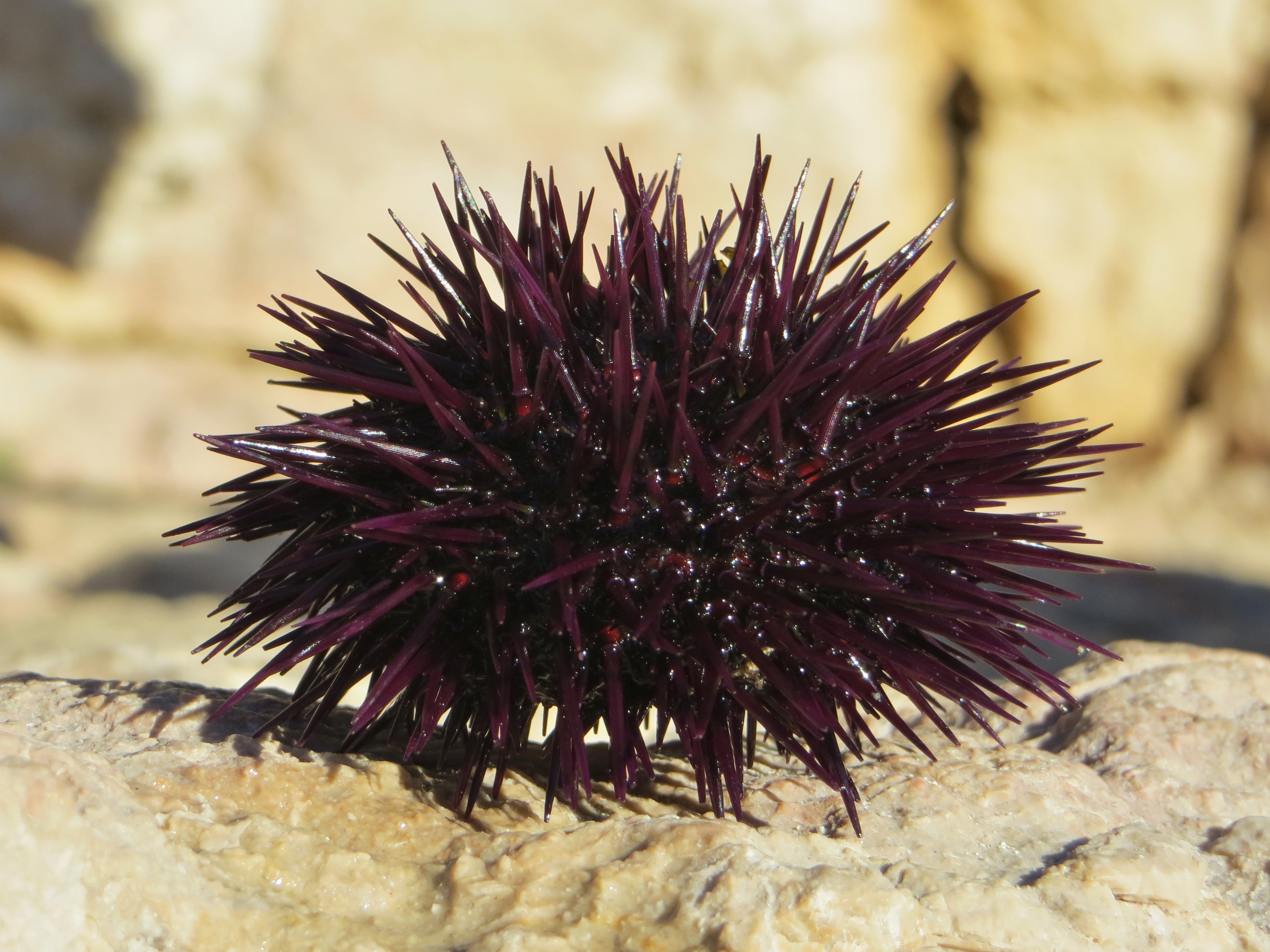 Fauna de Cadaqués