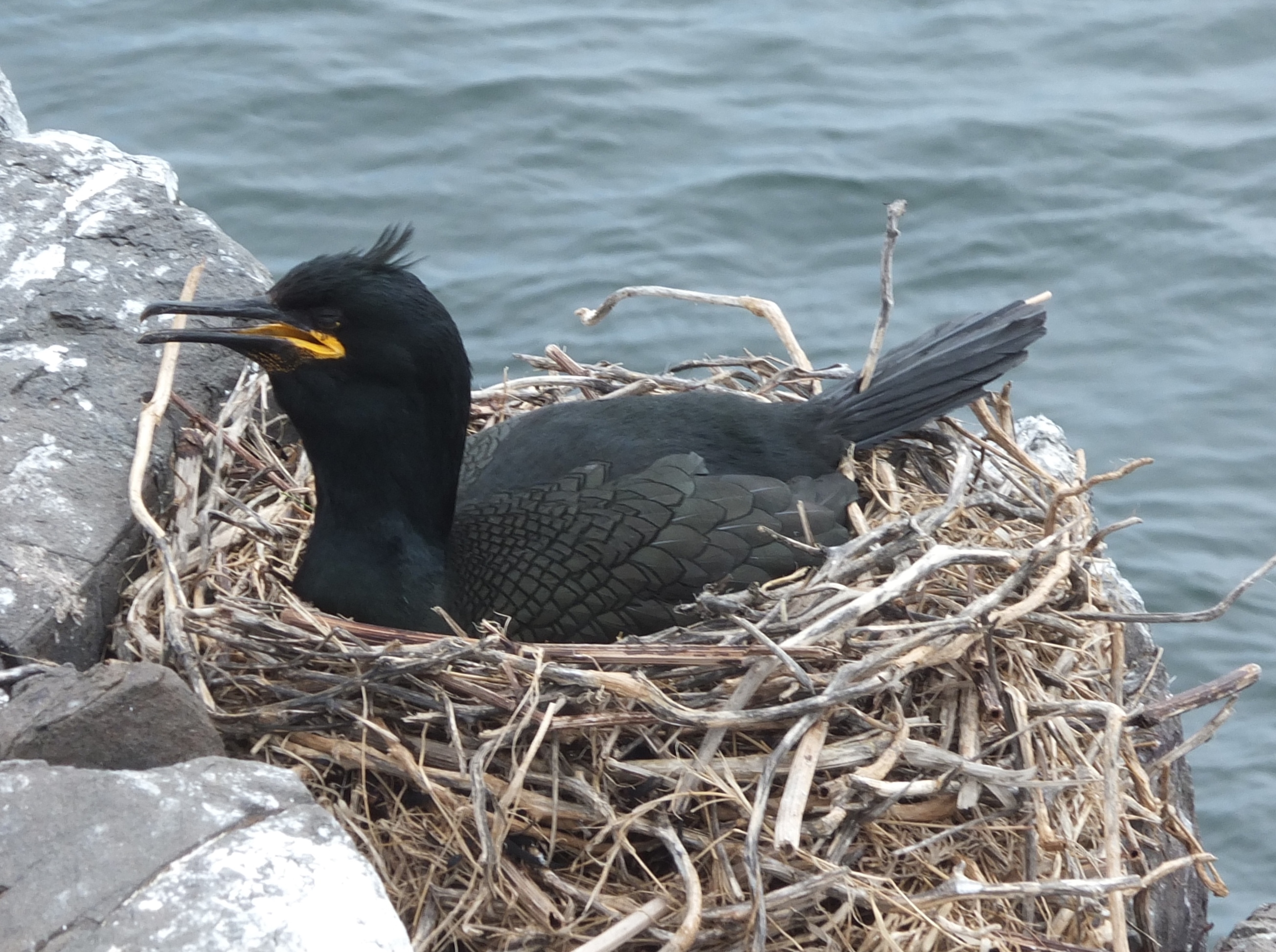 Fauna de Cadaqués