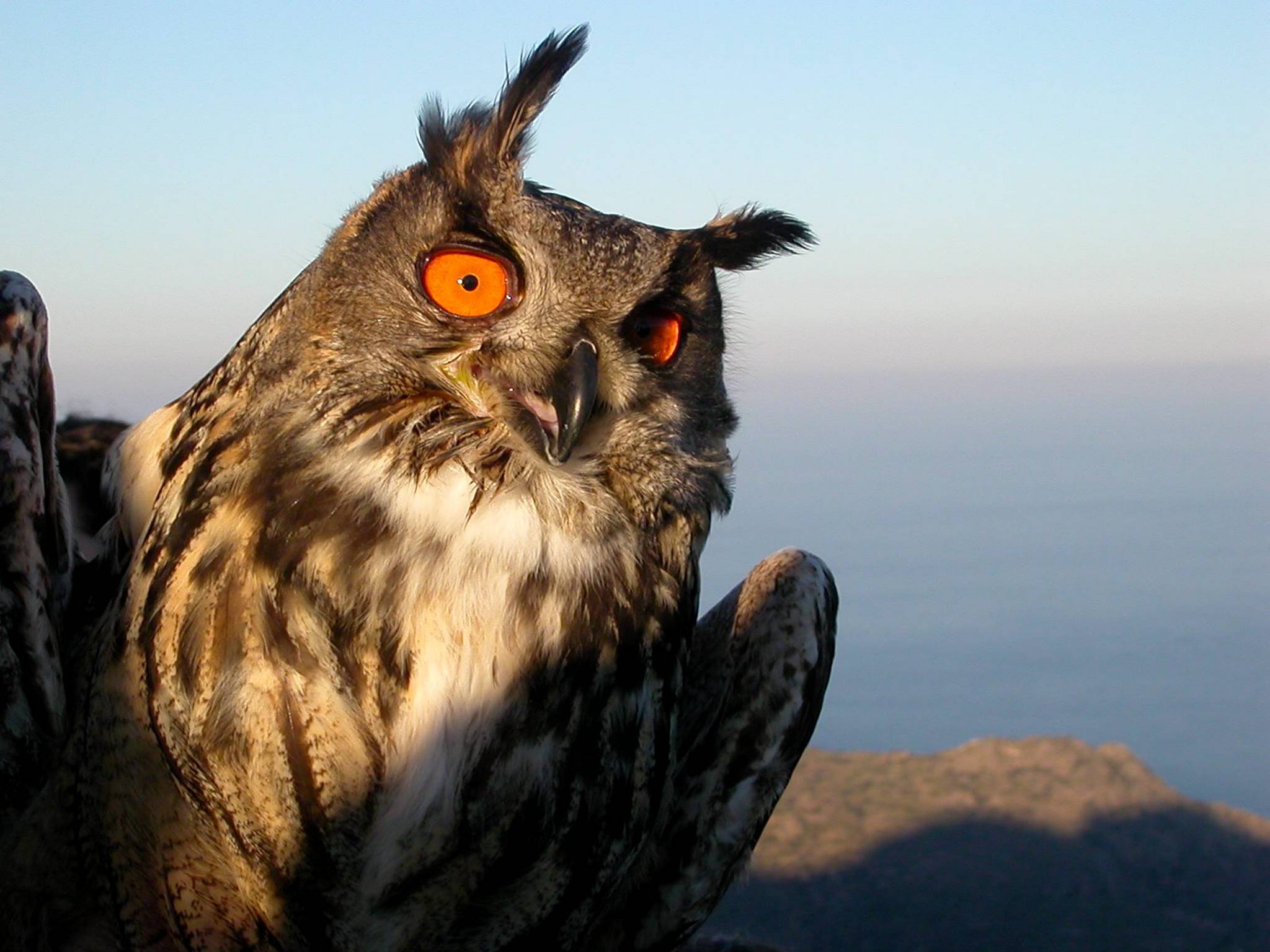 Fauna de Cadaqués